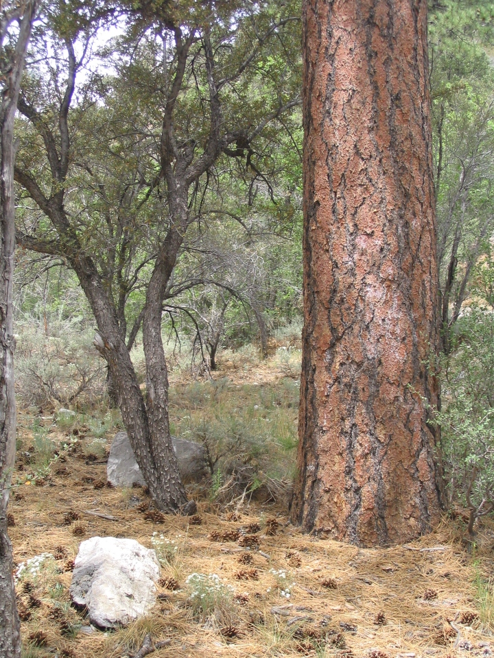 Mount Charleston